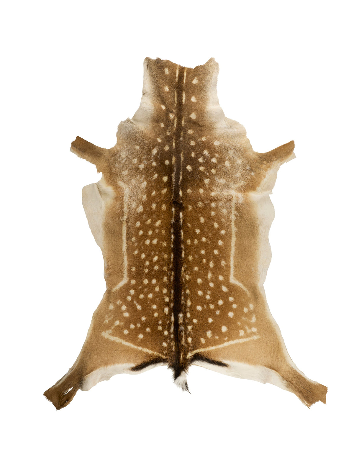 Fallow Deer Hide