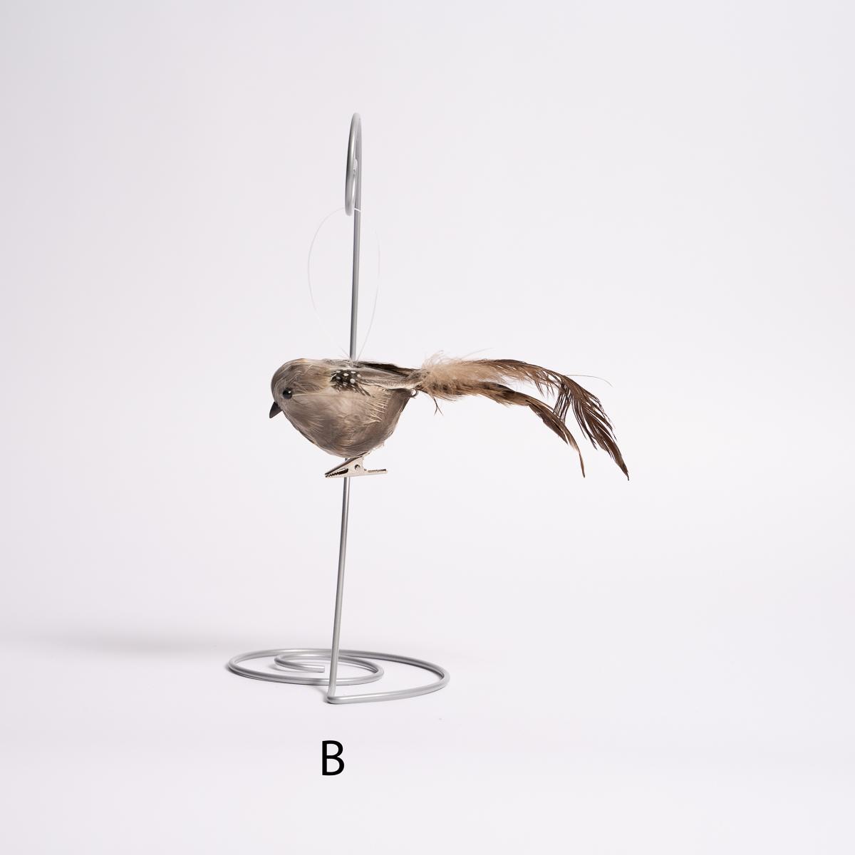 Longtail Quail